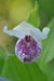 Cypripedium 'Ulla Silkens (Lady's Slipper Orchid)