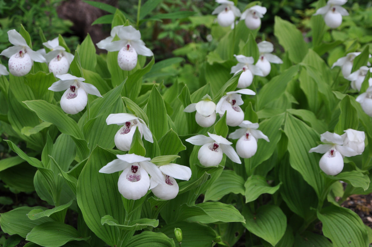 Cypripedium &#39;Ulla Silkens (Lady&#39;s Slipper Orchid)