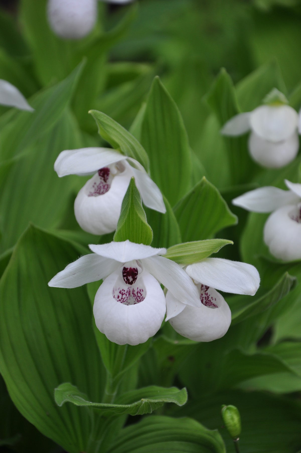 Cypripedium &#39;Ulla Silkens (Lady&#39;s Slipper Orchid)