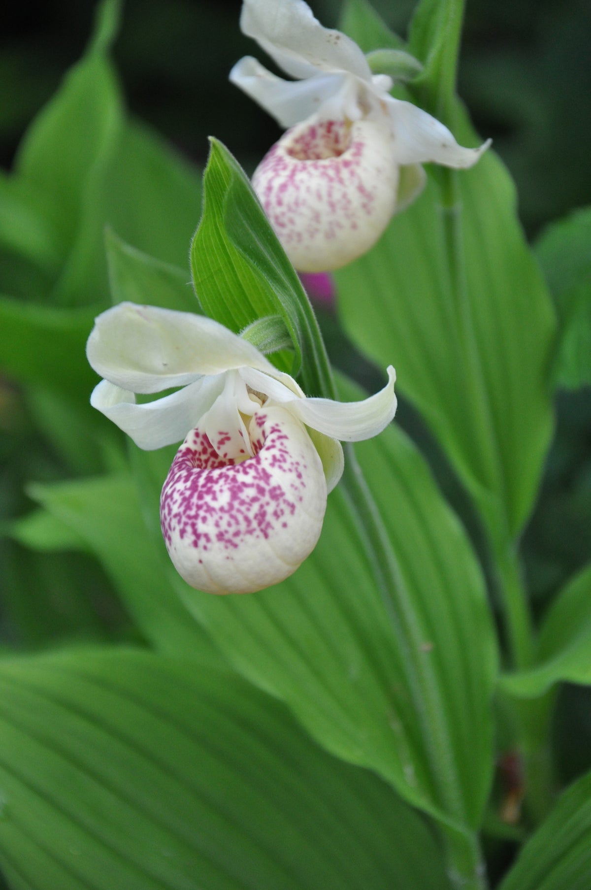 Cypripedium &#39;Ulla Silkens (Lady&#39;s Slipper Orchid)