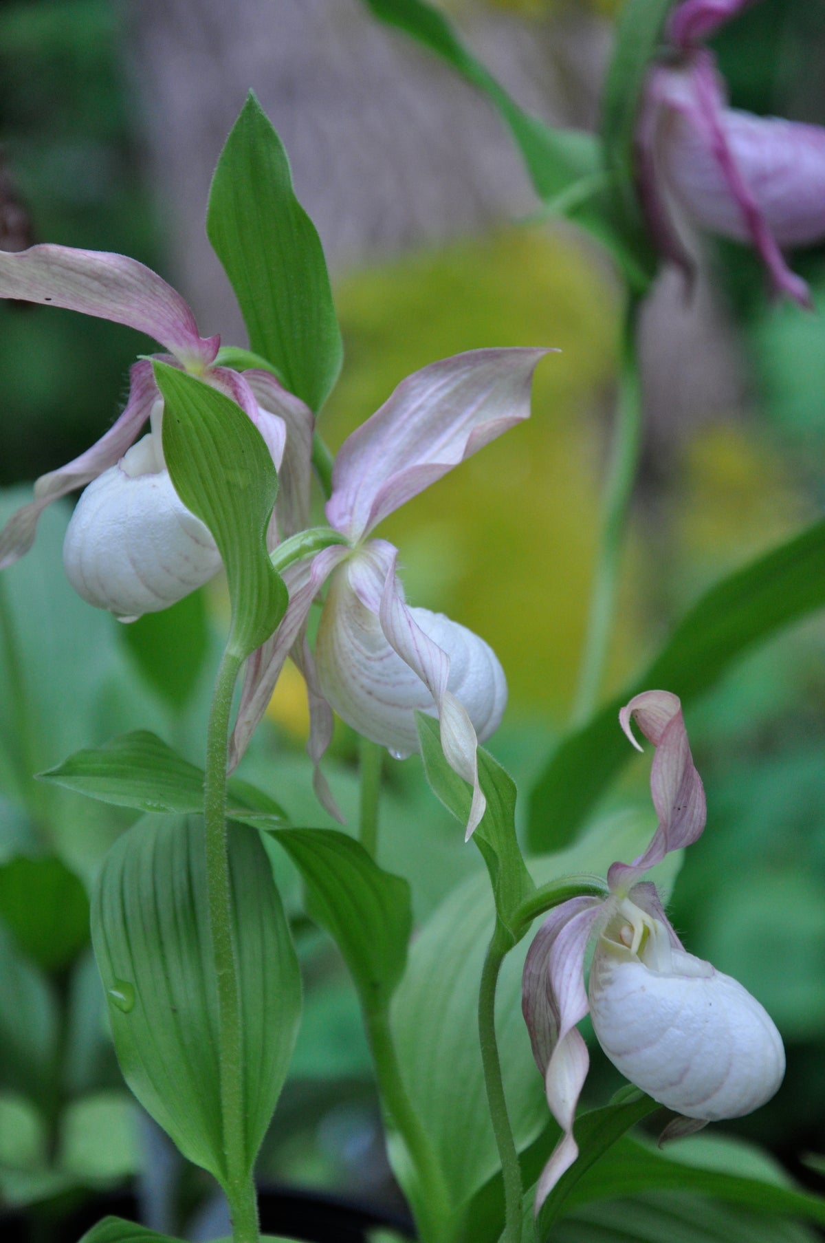 Cypripedium x &#39;Ventricosum Pastel&#39; (Lady&#39;s Slipper Orchid)