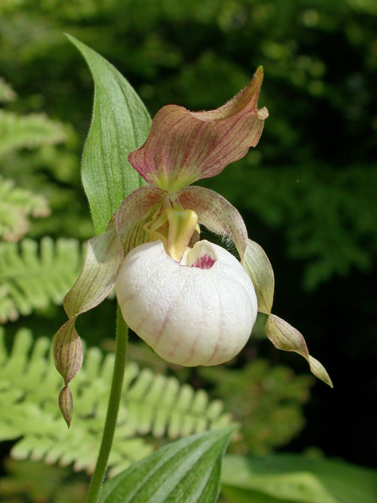 Cypripedium 'Gisela Pastel' Clone (Lady's Slipper Orchid)