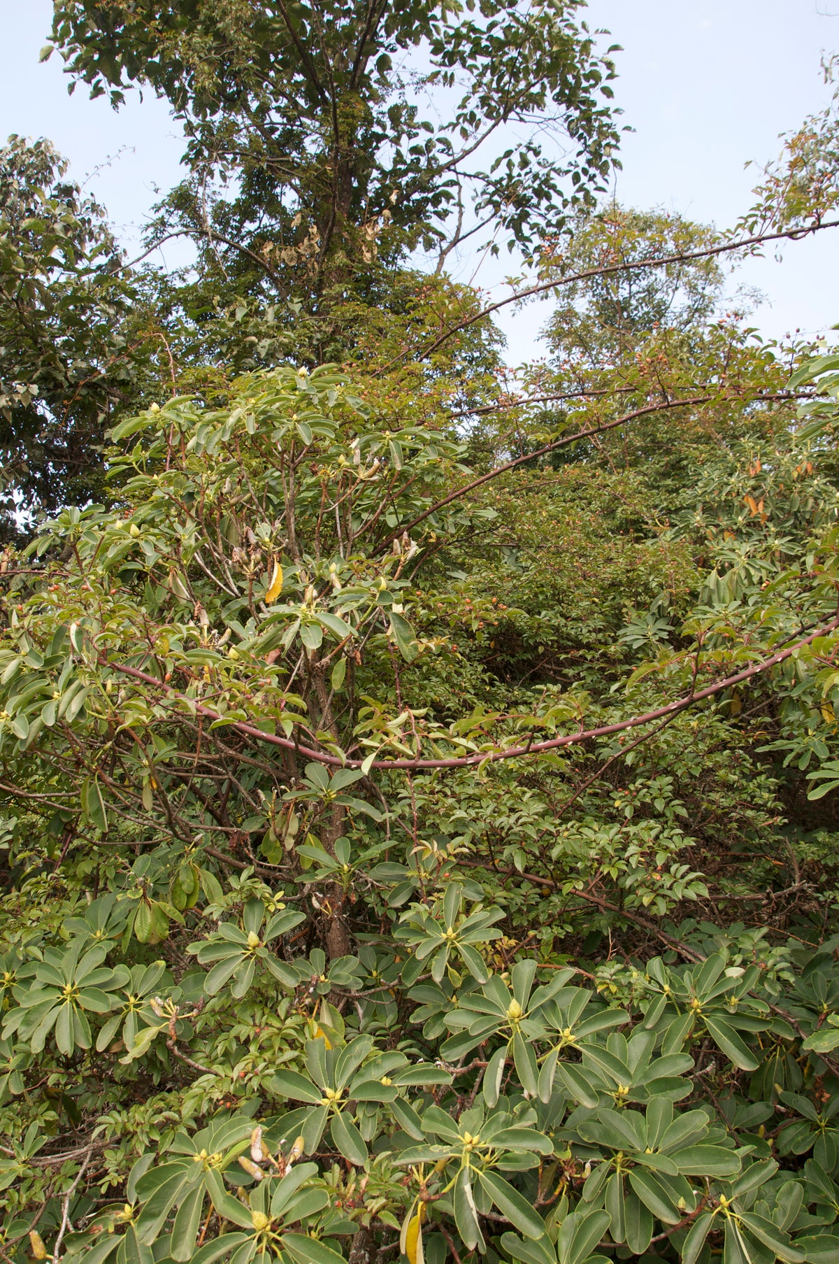 Rosa sp. ZHNP047 (Species Climbing Rose)