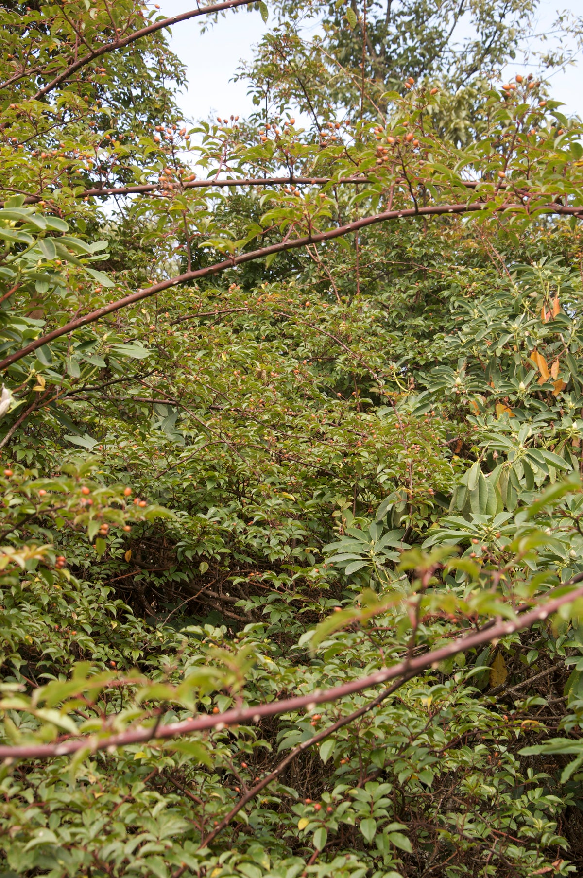 Rosa sp. ZHNP047 (Species Climbing Rose)