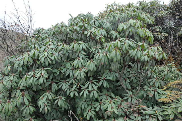 Rhododendron pachytrichum ZHN15-072 (Species Rhododednron)
