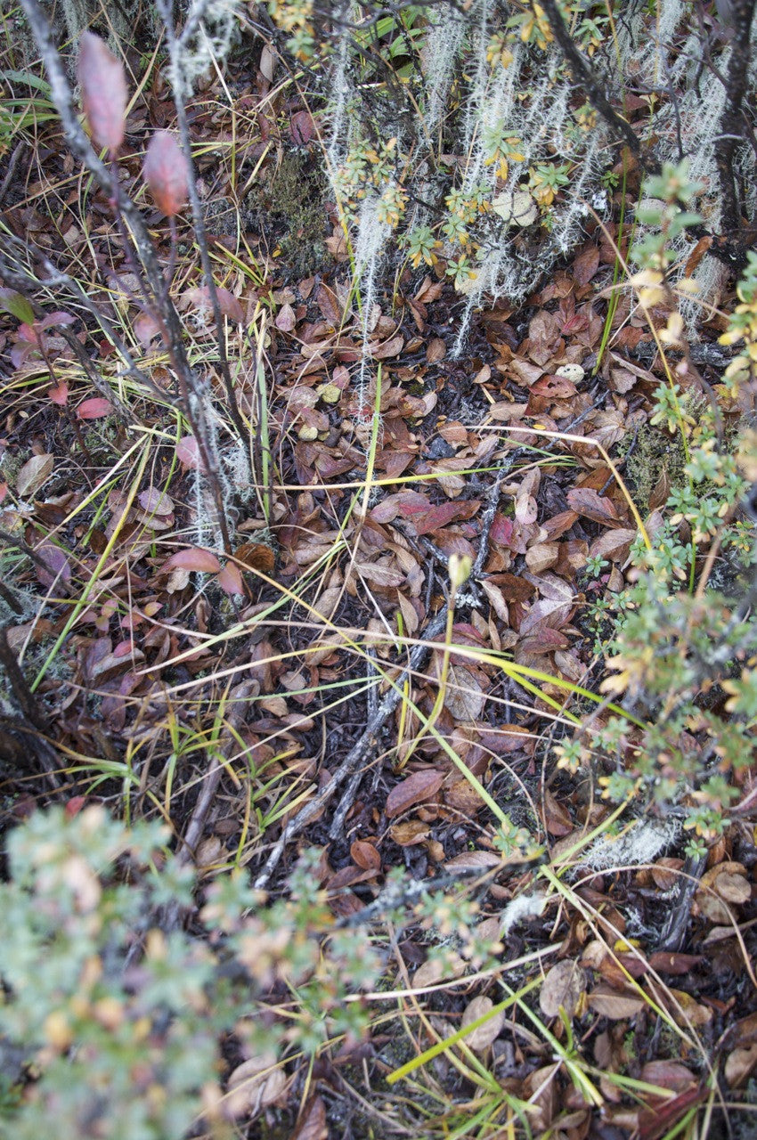 Iris sp. ZHNP 111 (Species Iris)