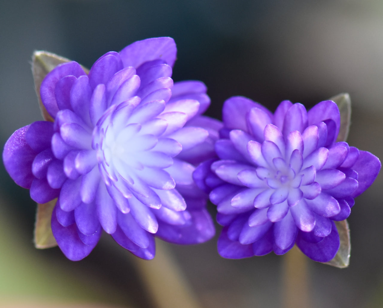 Hepatica nobilis var. japonica 'Shikoden' (Liverleaf)