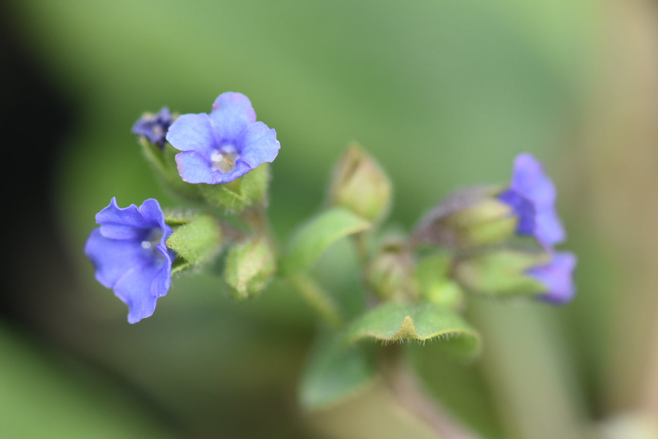 Pulmonaria 'Blue Ensign'  (Blue Lungwort)