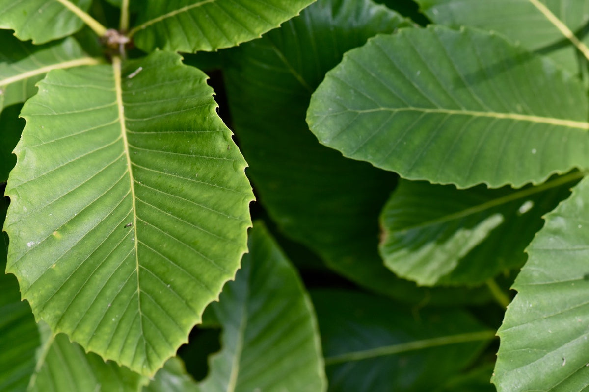 Quercus pontica  (White Oak)