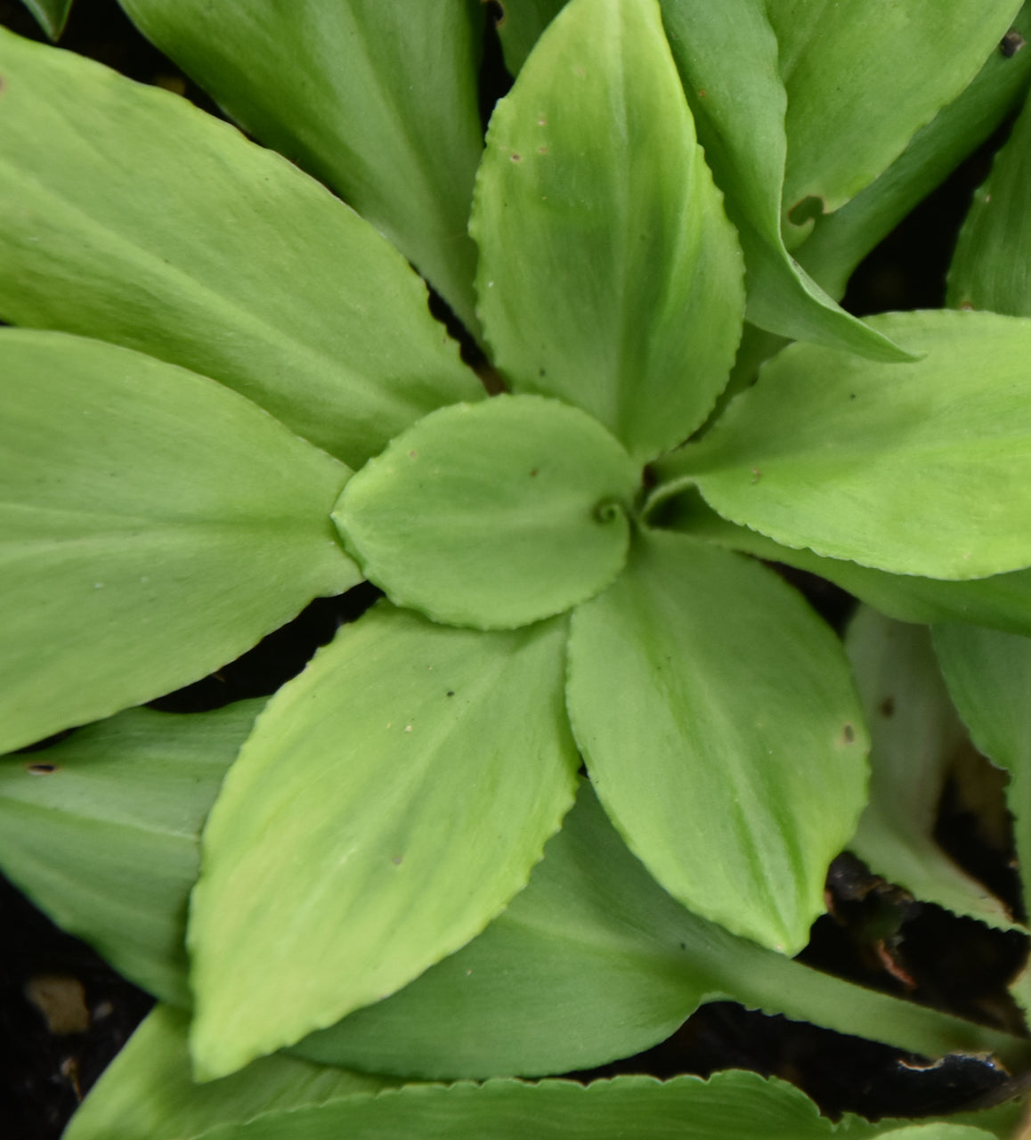 Chinographis japonica  (White String Flower)