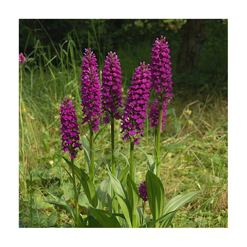 Dactylorhiza &#39;Foliorella&#39; (Marsh Orchid)