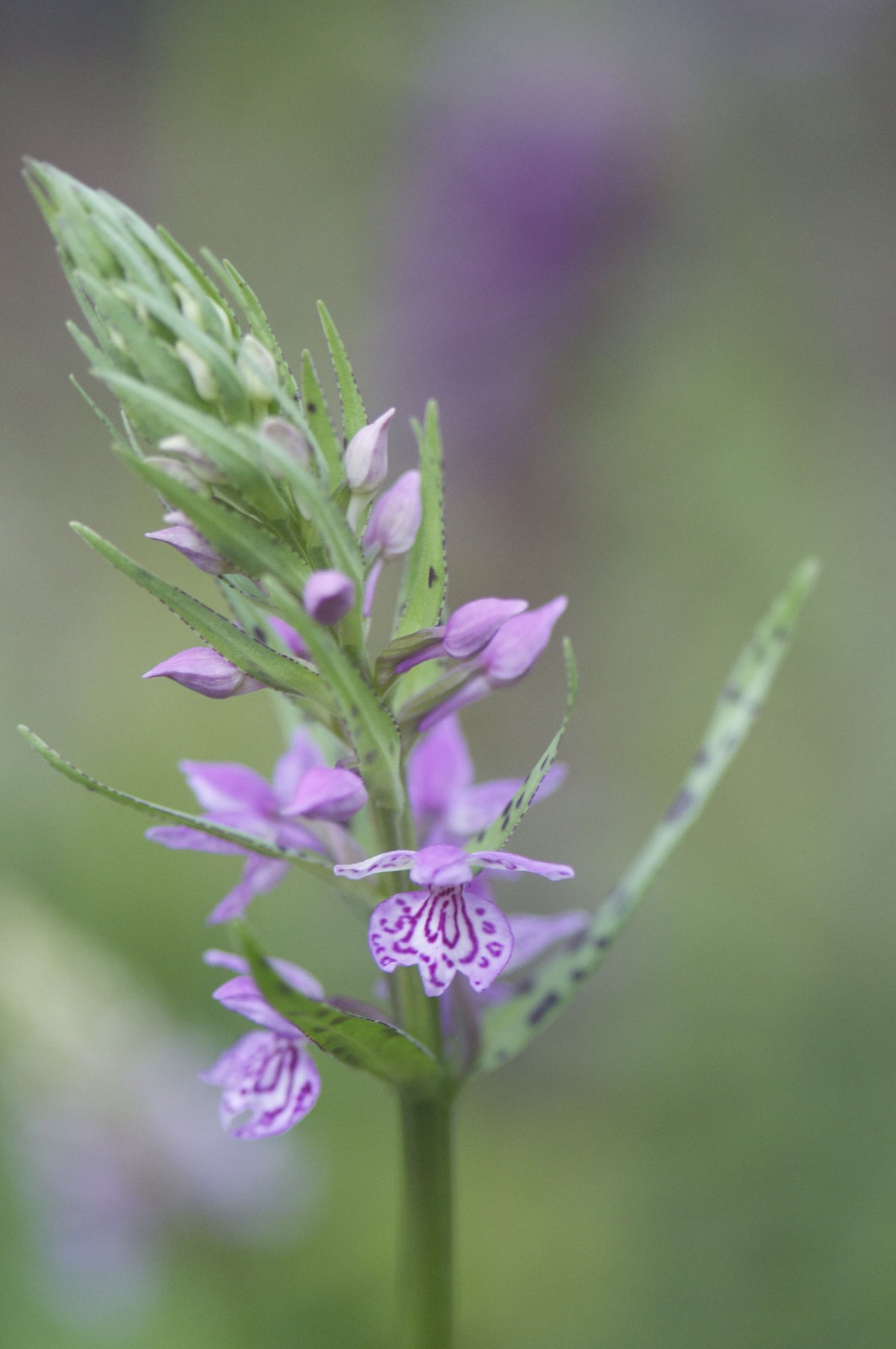 Dactylorhiza Mixed Hybrids (Marsh Orchid)