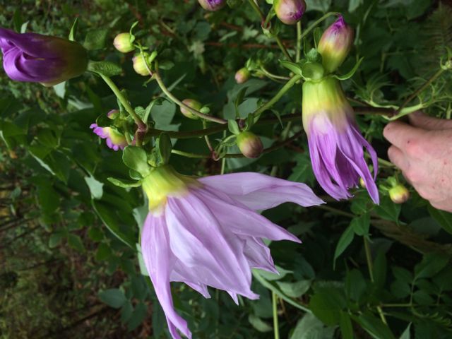 Dahlia imperialis  (Tree Dahlia)