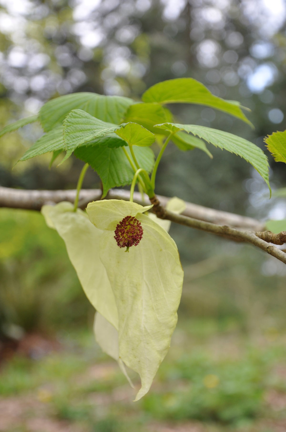 Davidia involucrata (Dove Tree)