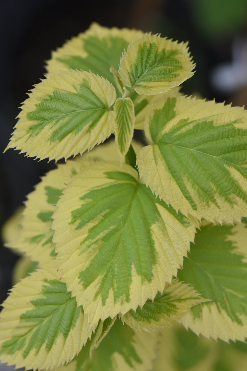 Davidia involucrata &#39;Lady Sunshine&#39; (Variegated Dove Tree)