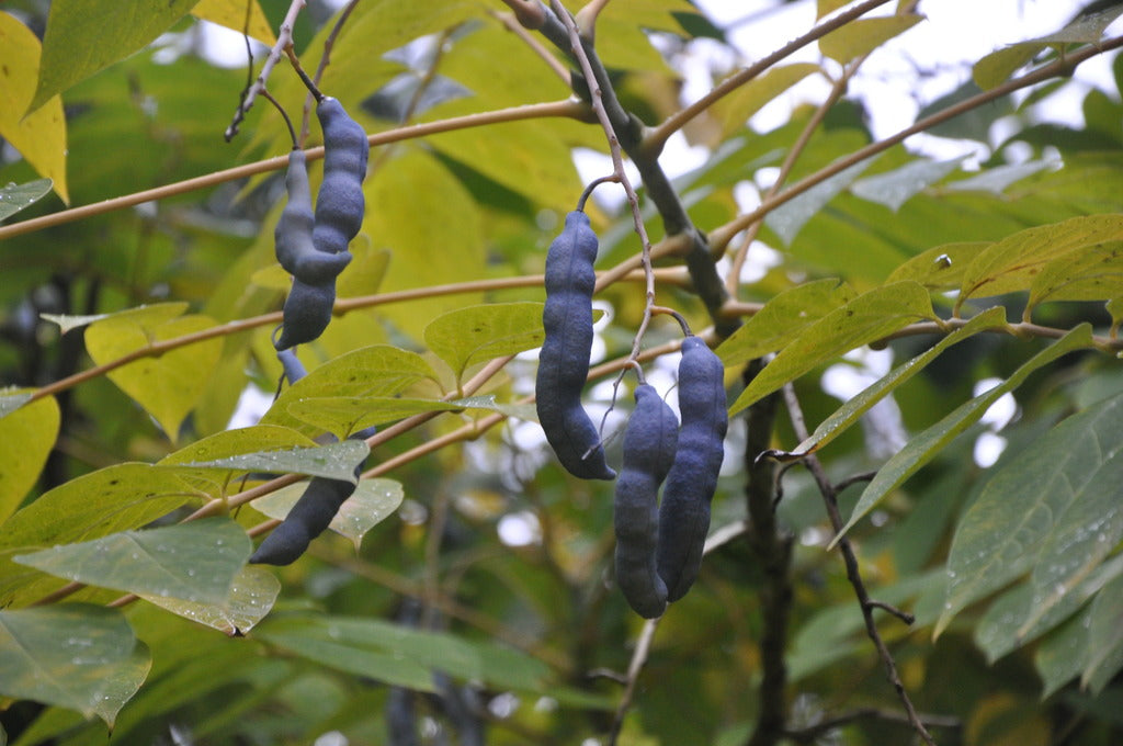 Decaisnea fargesii (Dead Man's Fingers)