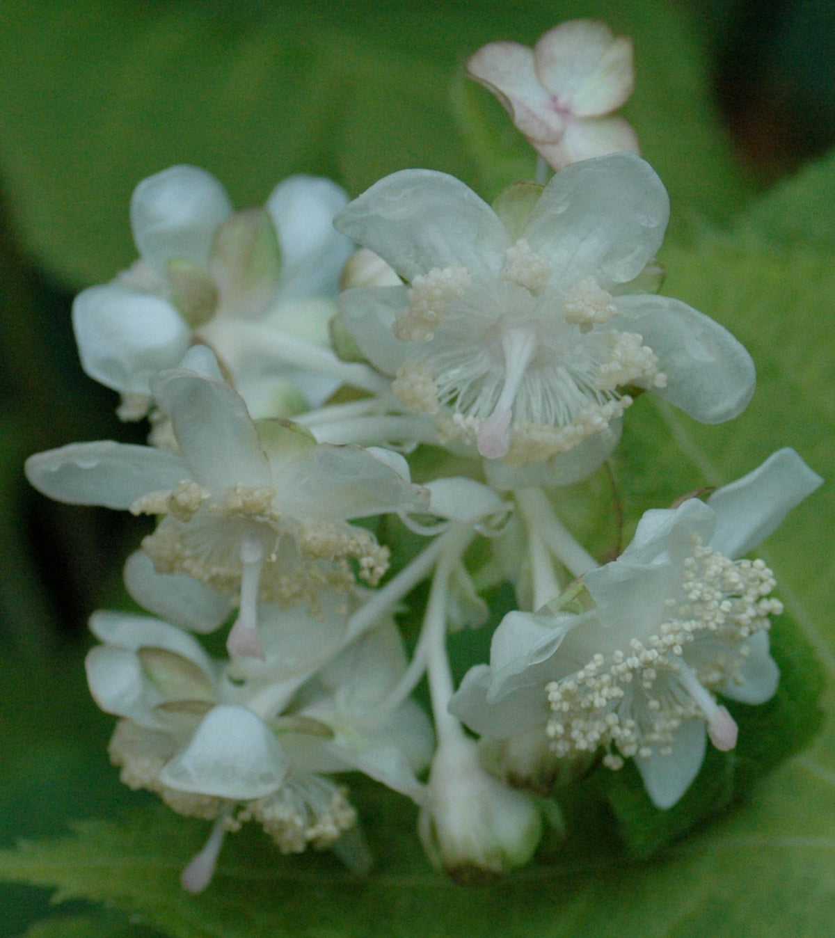Deinanthe bifida (Herbaceous Hydrangea)