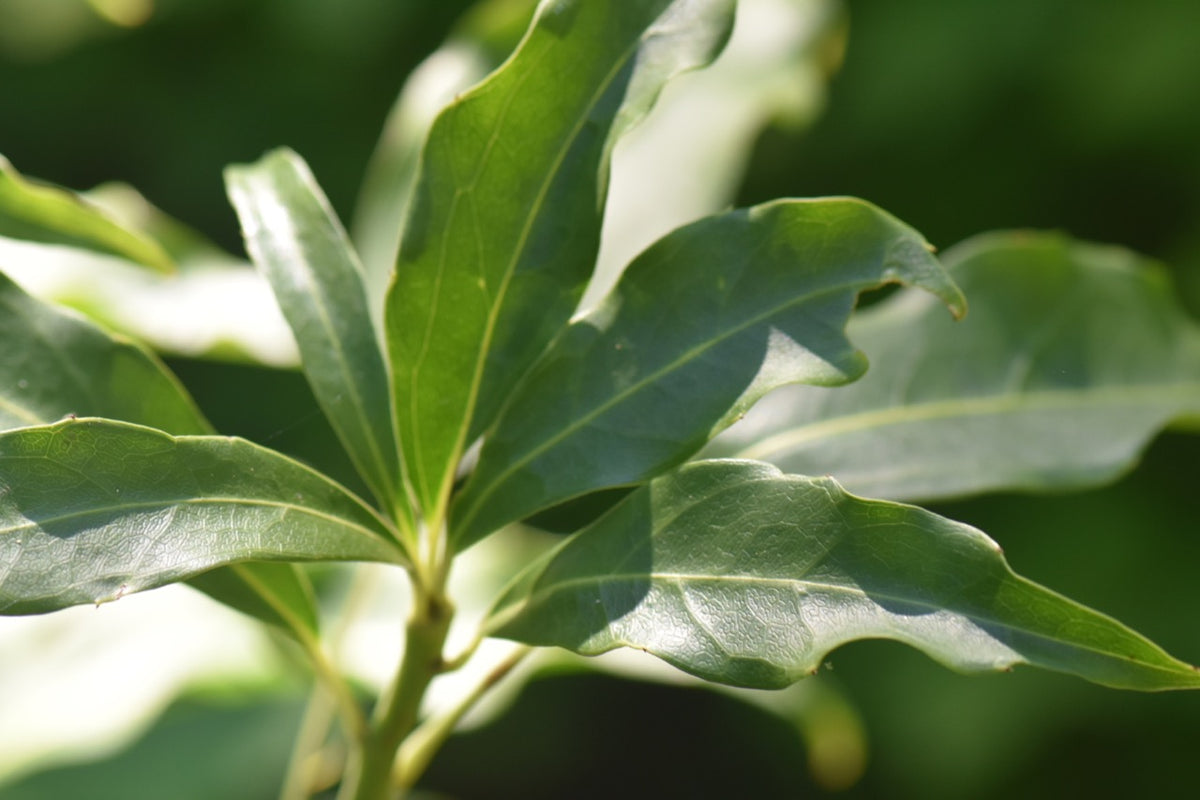 Dendropanax sp. EDHCH97321