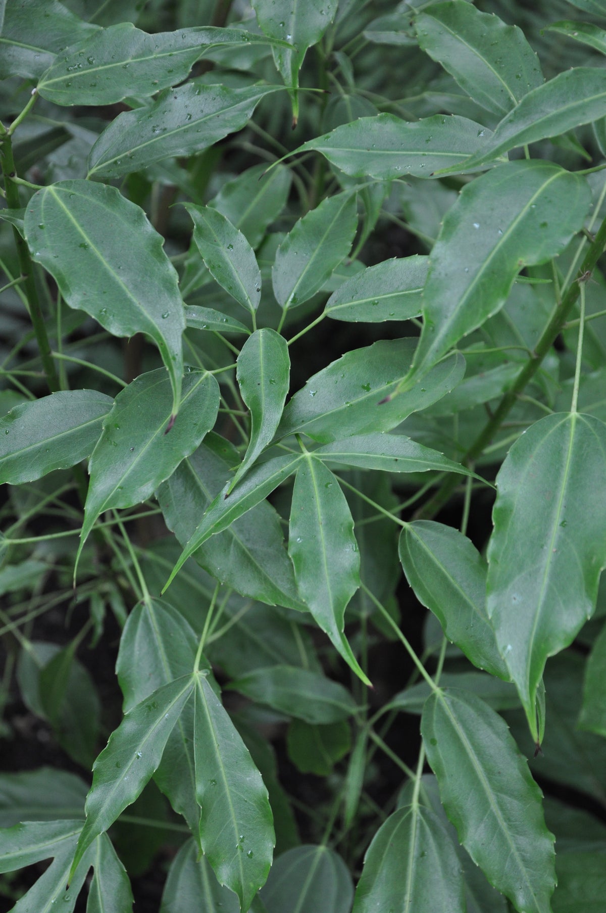 Metapanax davidii (False Ginseng)