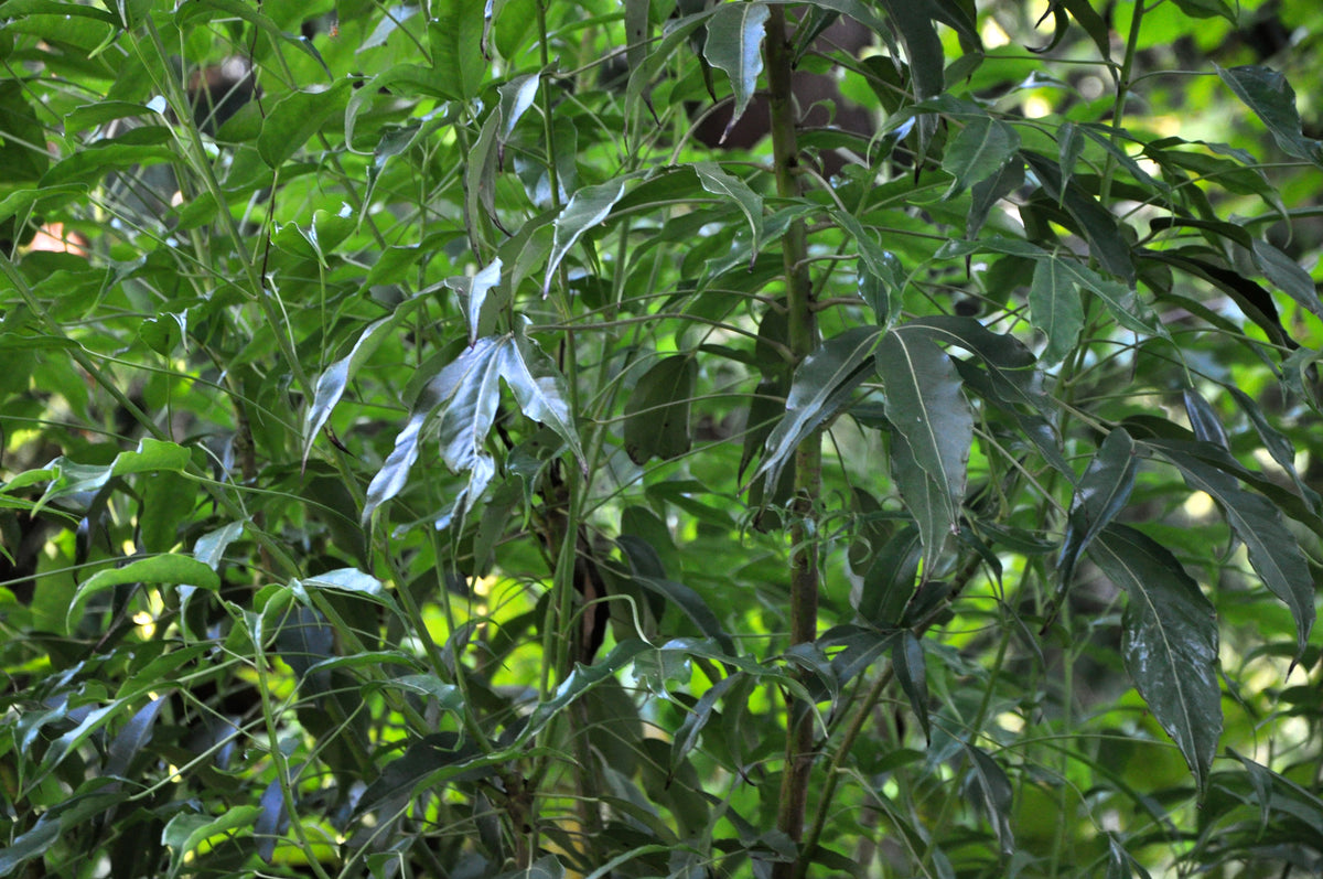 Metapanax davidii (False Ginseng)