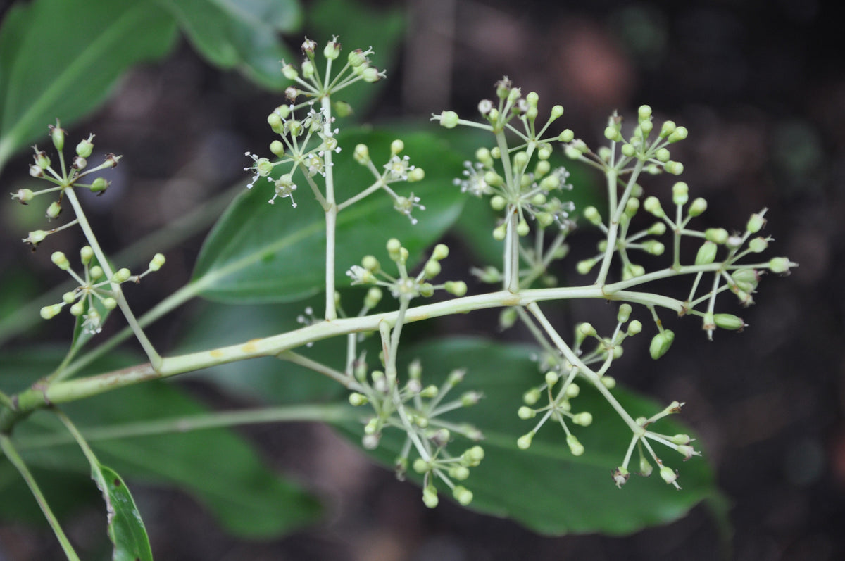 Metapanax davidii (False Ginseng)