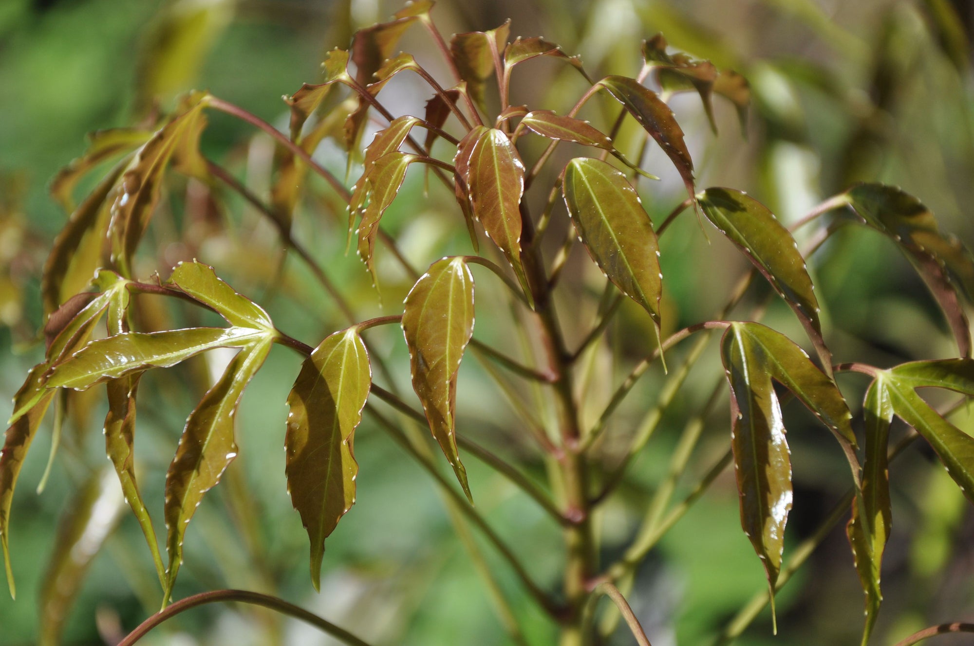 Metapanax davidii (False Ginseng)