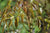 Metapanax davidii (False Ginseng)