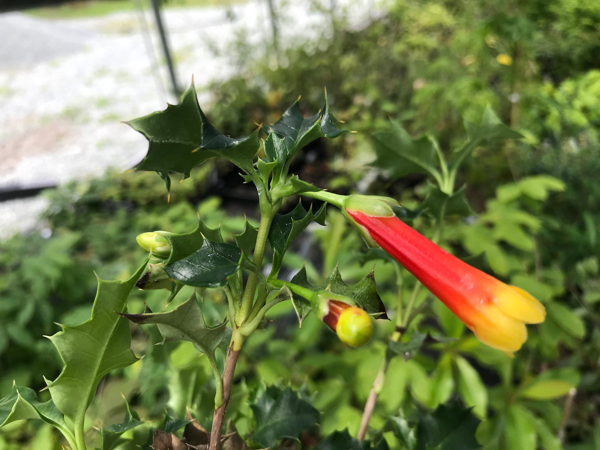 Desfontania spinosa (Chilean Holly) - Keeping It Green Nursery