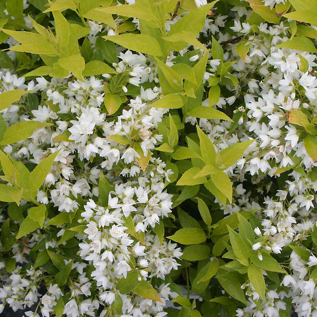 Deutzia gracilis ‘Chardonnay Pearls’ (Chinese Snow Flower