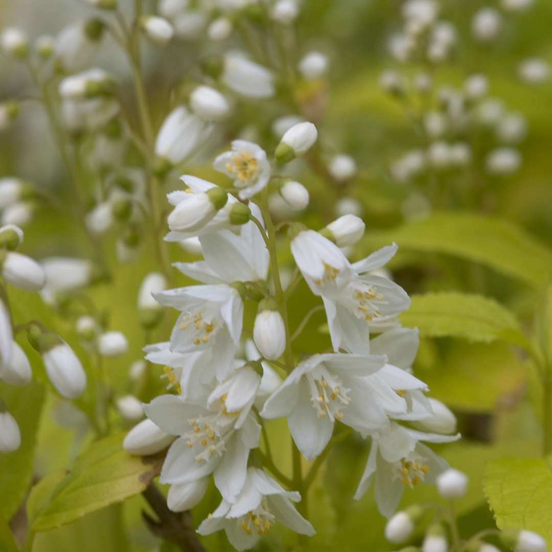 Deutzia gracilis &#39;Chardonnay Pearls&#39; (Chinese Snow Flower)
