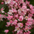 Deutzia 'Yuki Cherry Blossom' (Chinese Snow Flower)