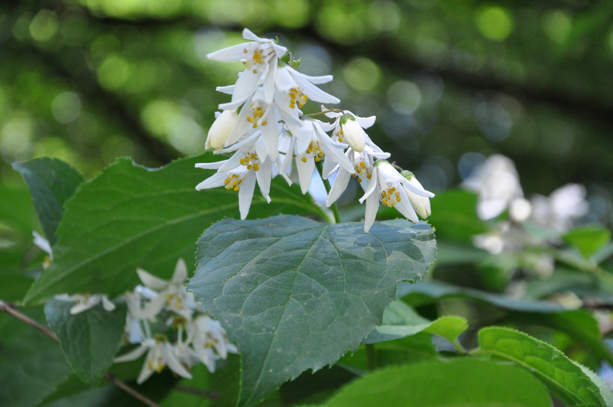 Deutzia glauca (Snow Flower)