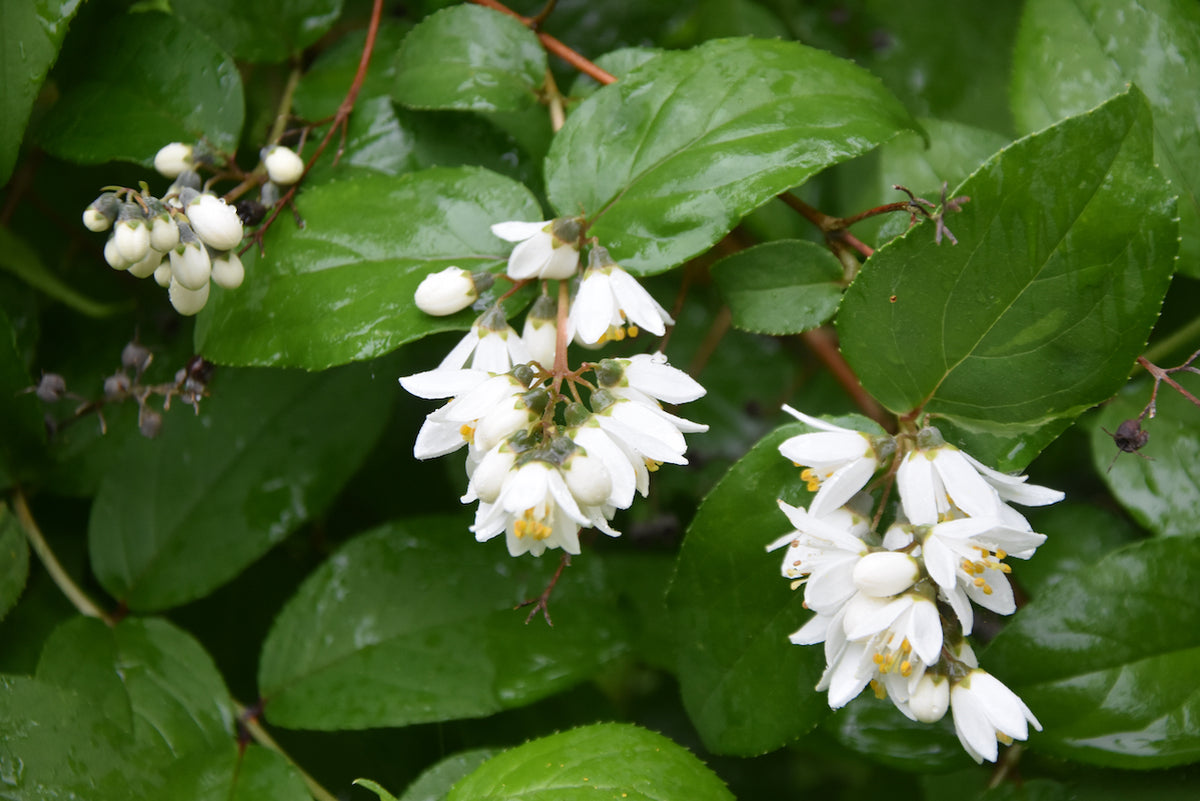 Deutzia glauca (Snow Flower)