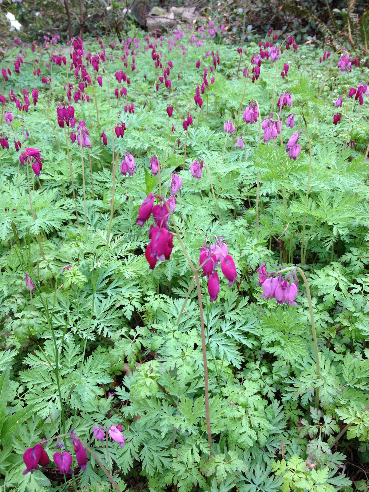 Dicentra formosa &#39;Bacchanal&#39; (Purple Western Bleeding Heart )