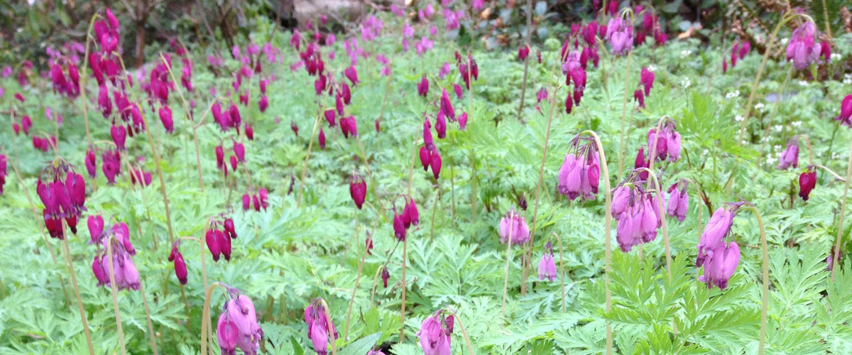 Dicentra formosa &#39;Bacchanal&#39; (Purple Western Bleeding Heart )