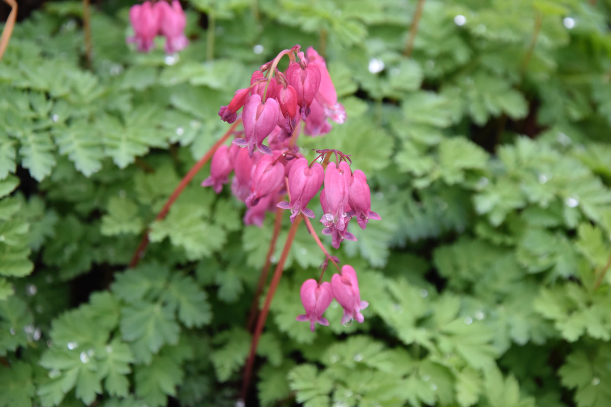 Dicentra formosa 'Luxuriant' (Luxuriant Western Bleeding Heart)