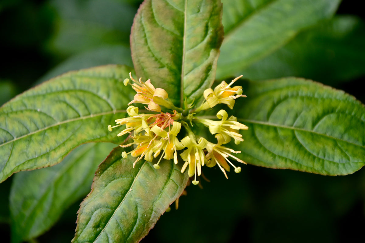 Diervilla rivularis &#39;Kodiak Black&#39; (Black Leaf Mountain Bush Honeysuckle)