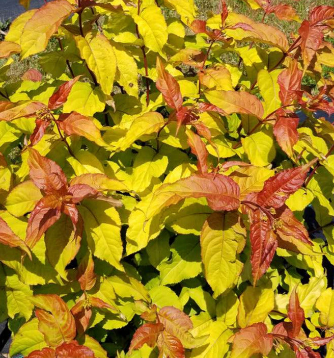 半額 福袋の通販 rivularis Diervilla 'Kodiak (Mountain CBRAF PP34,138; Fresh' 置物