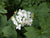 Diphylleia cymosa (Umbrella Leaf)