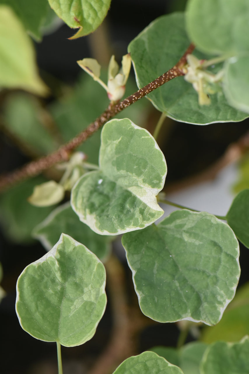 Disanthus cercidifolius &#39;Ena Nishiki&#39; (Redbud Hazel)