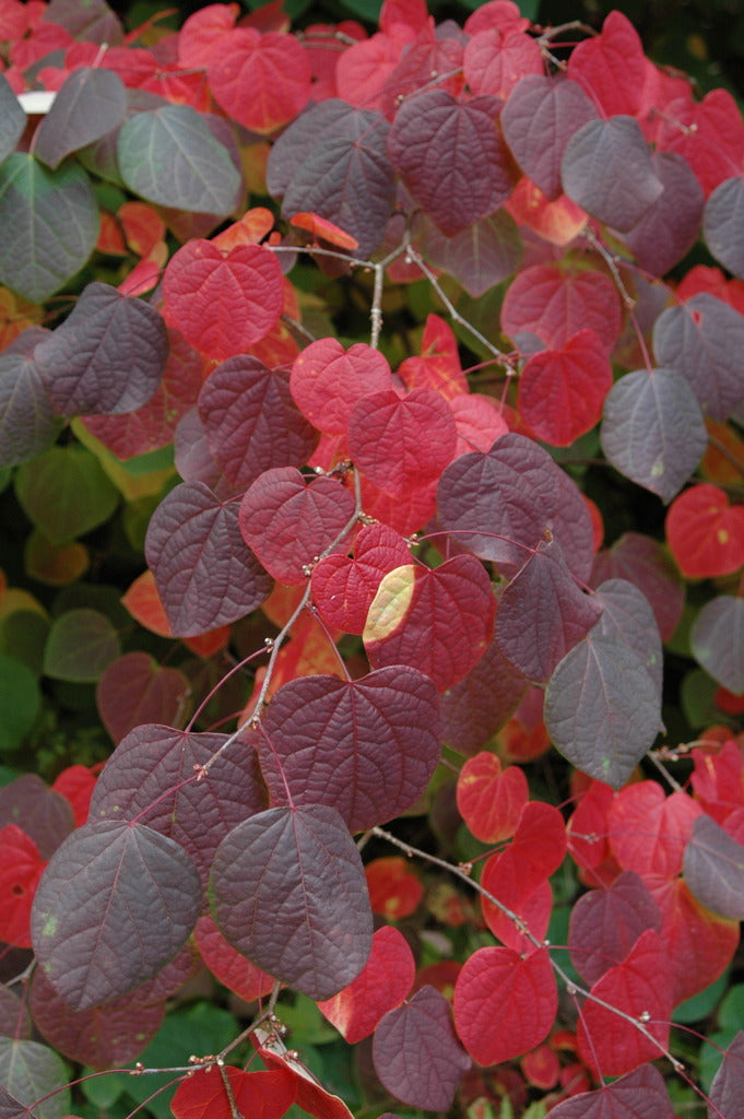 Disanthus cercidifolius (Redbud Hazel)