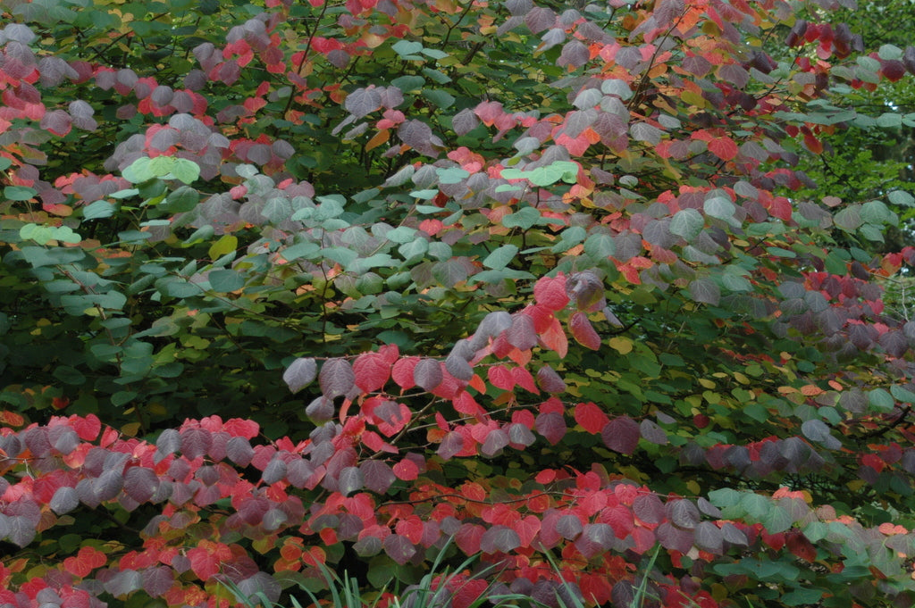 Disanthus cercidifolius (Redbud Hazel)