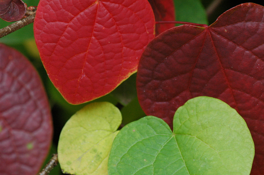 Disanthus cercidifolius (Redbud Hazel)