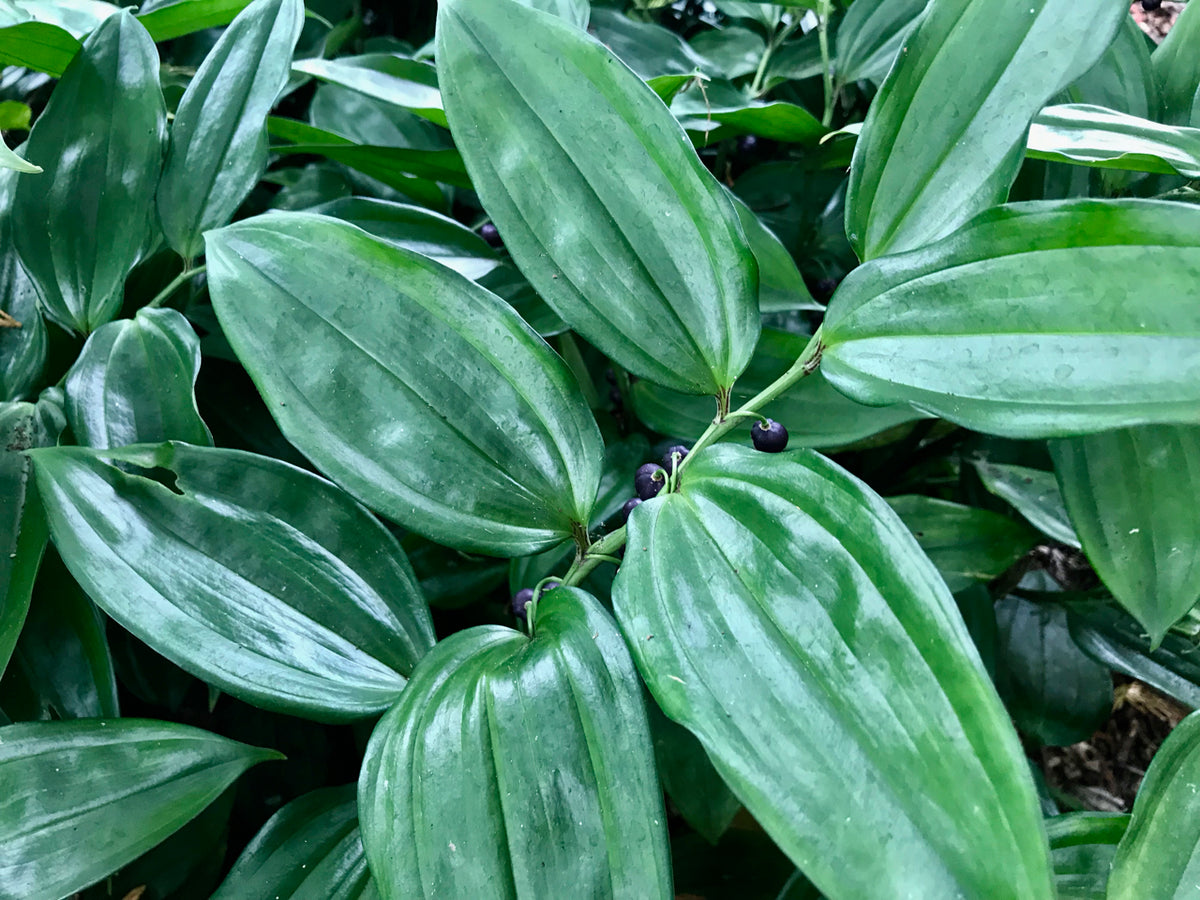 Disporopsis sp. ex China  (Evergreen Solomon&#39;s Seal)