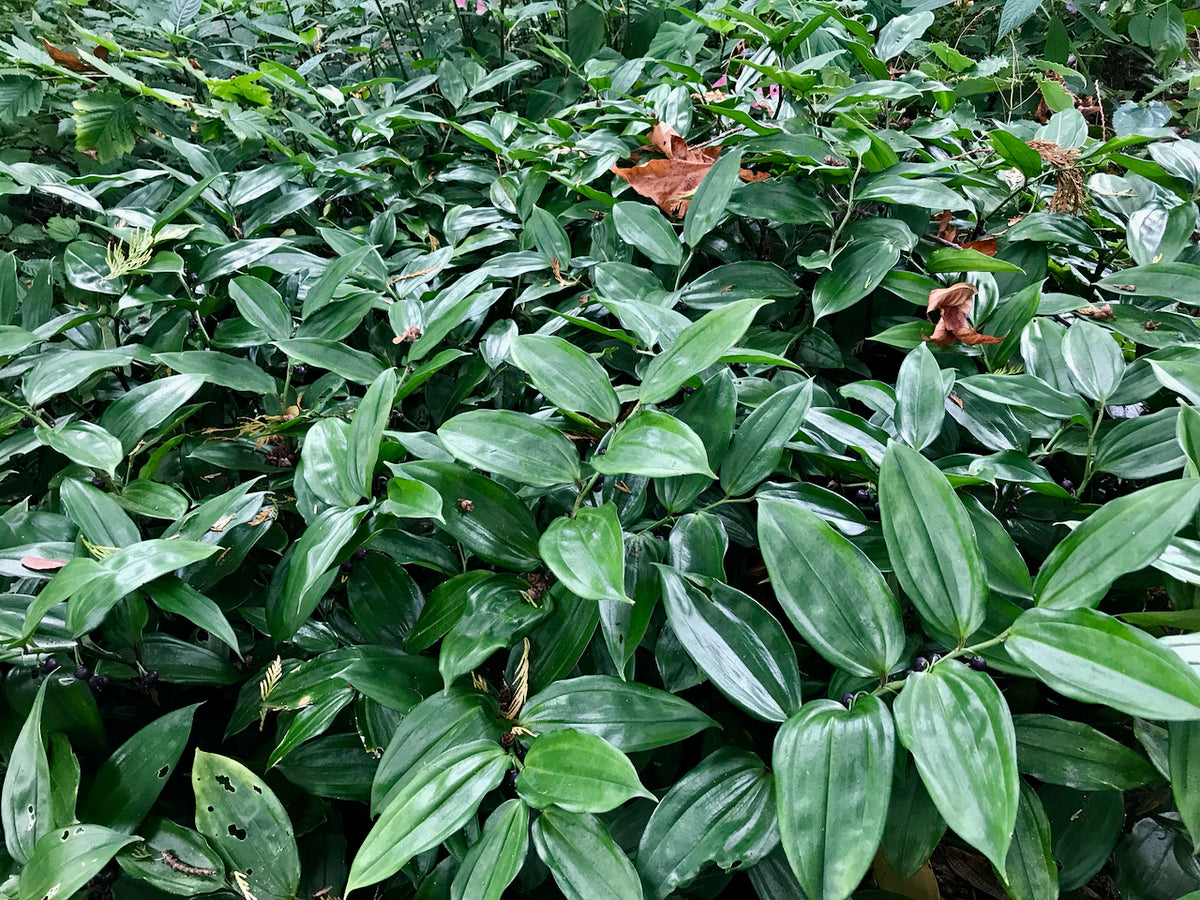 philodendron andonsanii bayside Disporopsis sp. ex China (Evergreen Solomon's Seal)