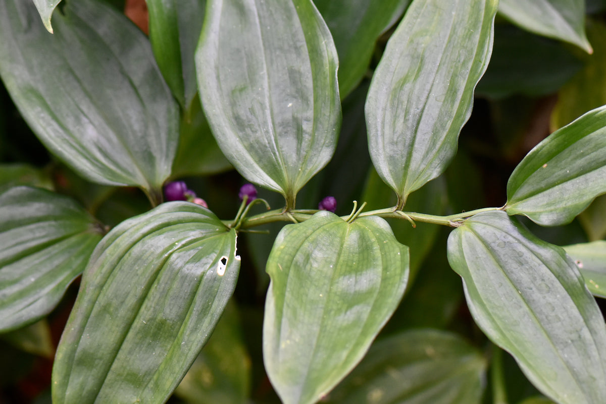 Disporopsis sp. ex China  (Evergreen Solomon&#39;s Seal)