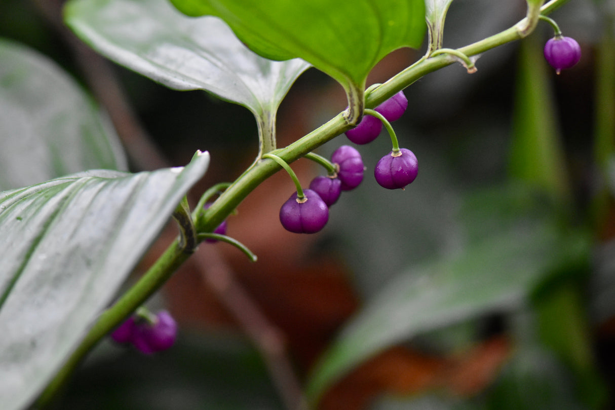 Disporopsis sp. ex China  (Evergreen Solomon's Seal)