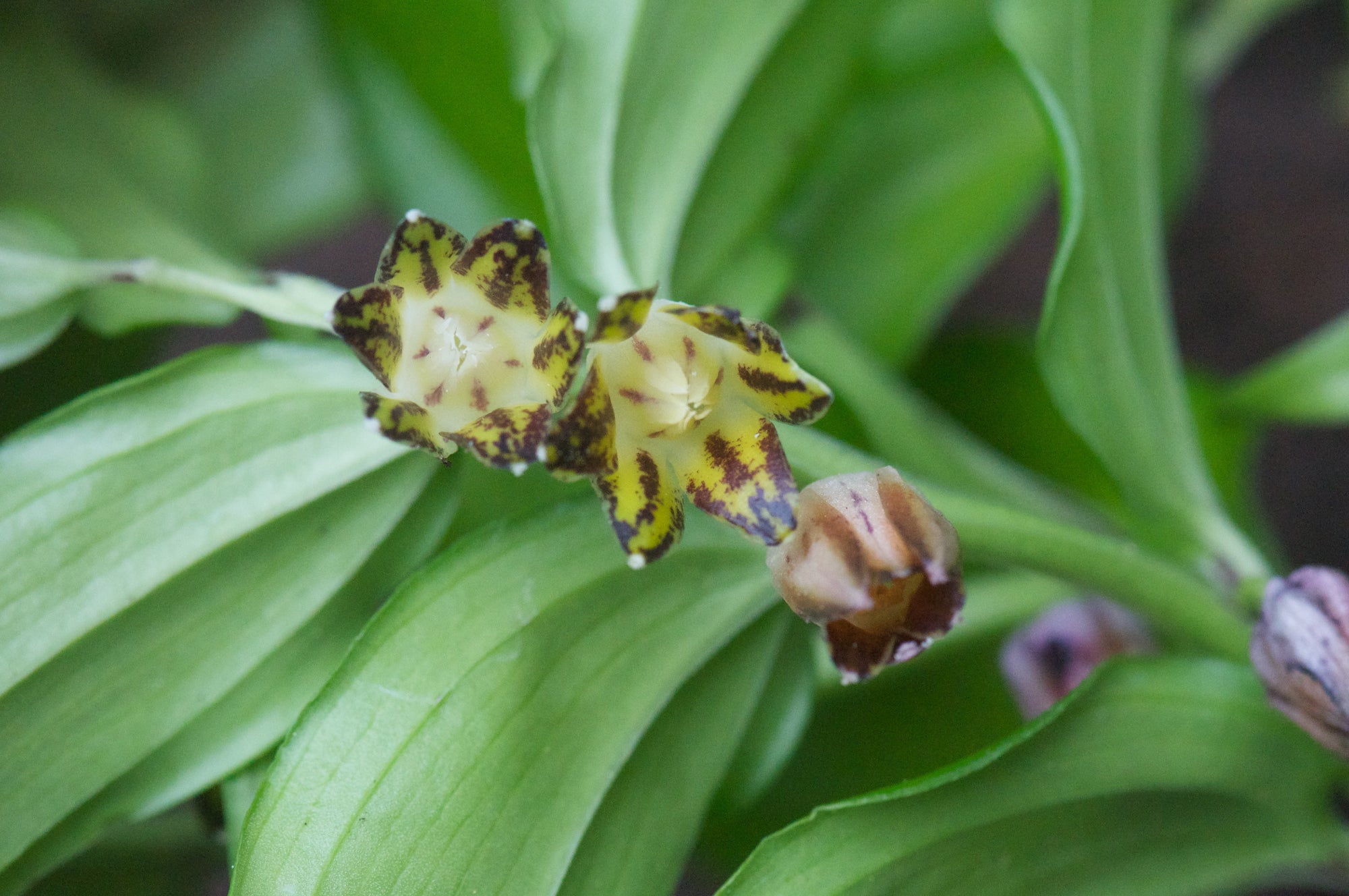 Disporopsis undulata DJHC735 (Evergreen Solomon's Seal)