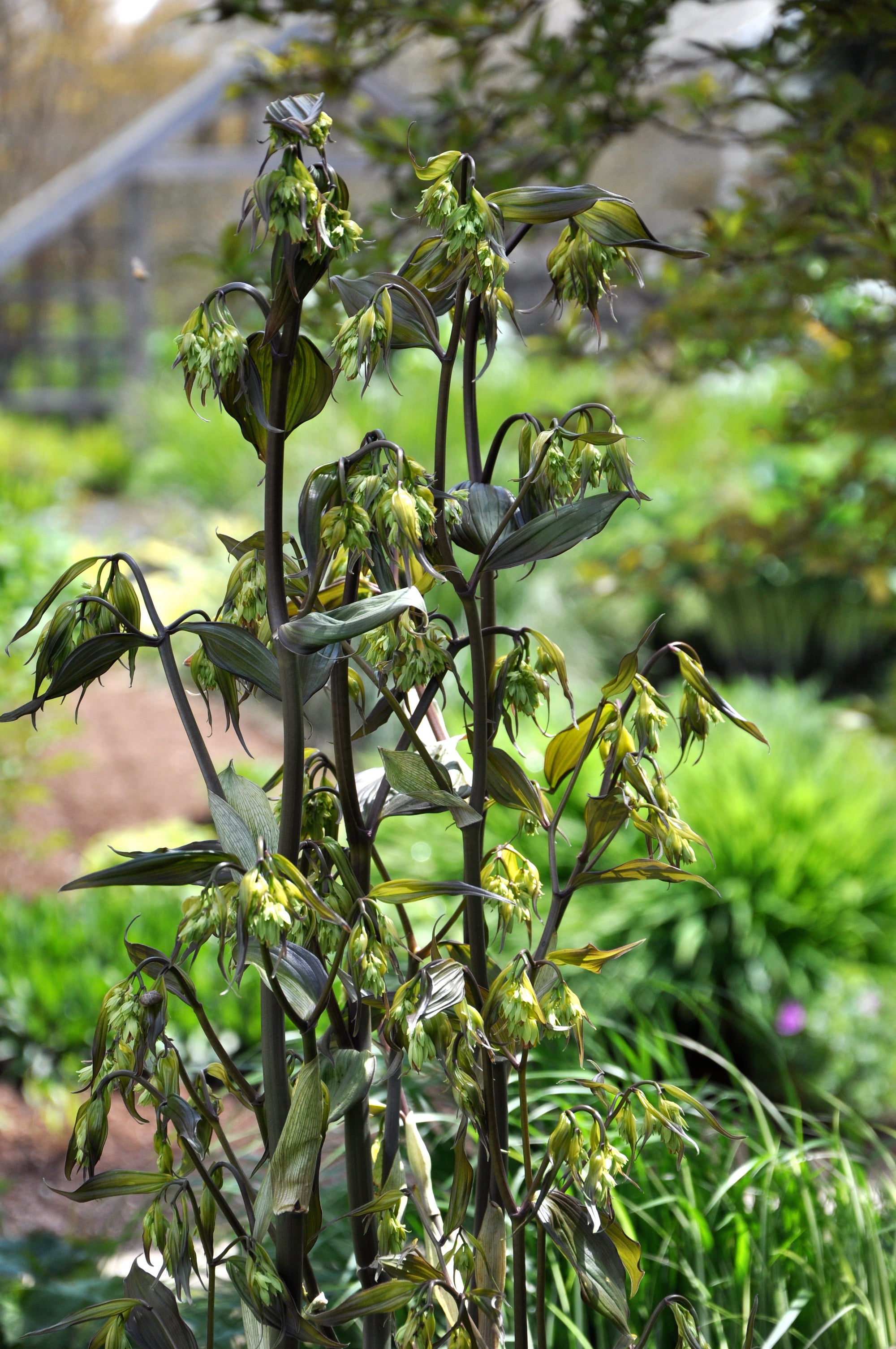 Disporum longistylum 'Night Heron' (Fairy Bell)