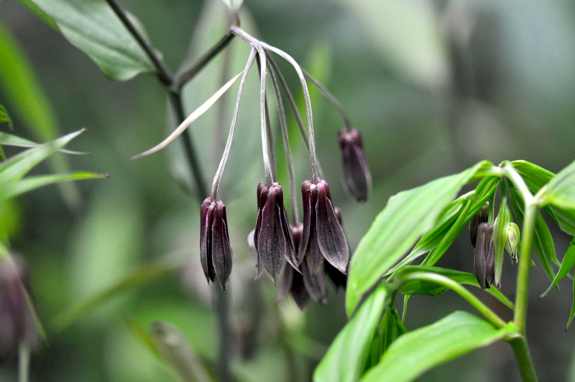 Disporum cantoniense ex china (Fairy Bells)